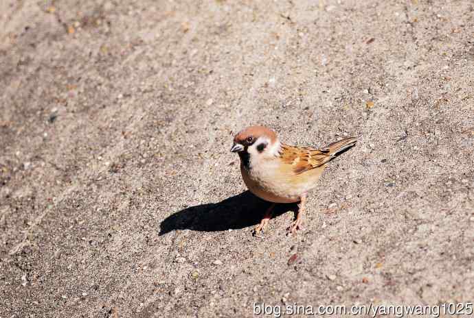 候鸟已过境,麻雀来当家 候鸟已过境,麻雀来当家