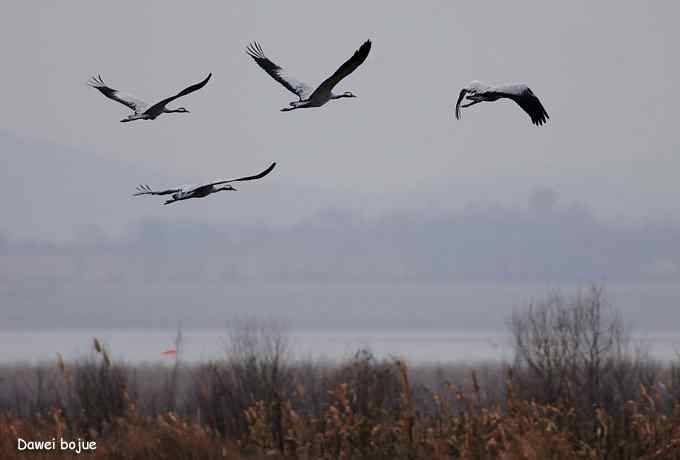 密云水库生境观鸟