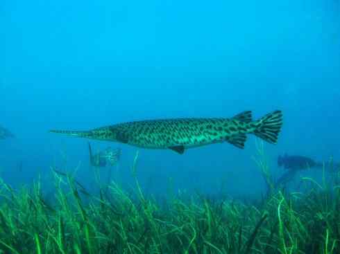 鱼类活化石:鳄雀鳝 鱼类活化石:鳄雀鳝