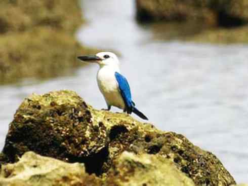 白头鸟系列：另类的美丽4