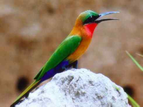 绝色攀禽:佛法僧目之蜂虎4 绝色攀禽:佛法僧目之蜂虎4