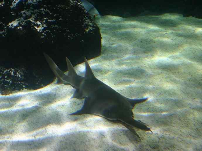 鱼类活化石：锯鳐