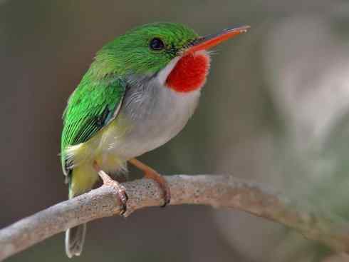 绝色攀禽：佛法僧目之短尾鴗