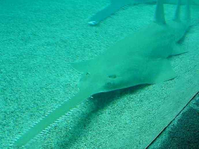 鱼类活化石：锯鳐