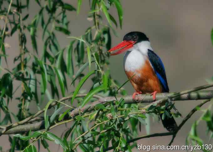 初次觐见幽州蓝妃（组图，12张图片）