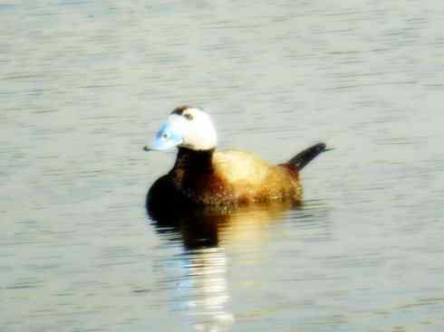 白头鸟系列：另类的美丽（白头硬尾鸭）