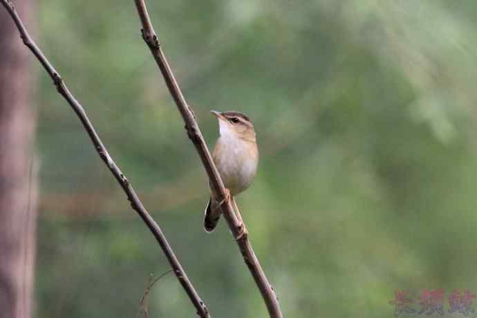小蝗莺