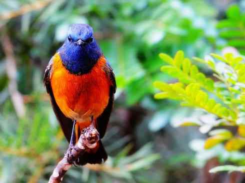 美丽无罪：雀鸟之红尾鸲