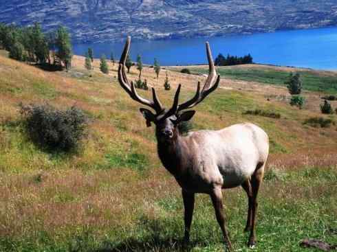 麒麟:传说的兽原型探秘(麋鹿) 麒麟:传说的兽原型探秘(麋鹿)