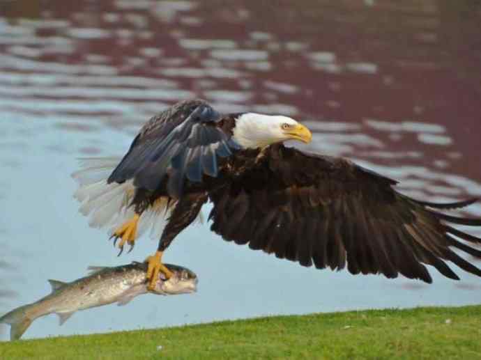 犬科：狐亚科灰狐属之灰狐、岛屿灰狐