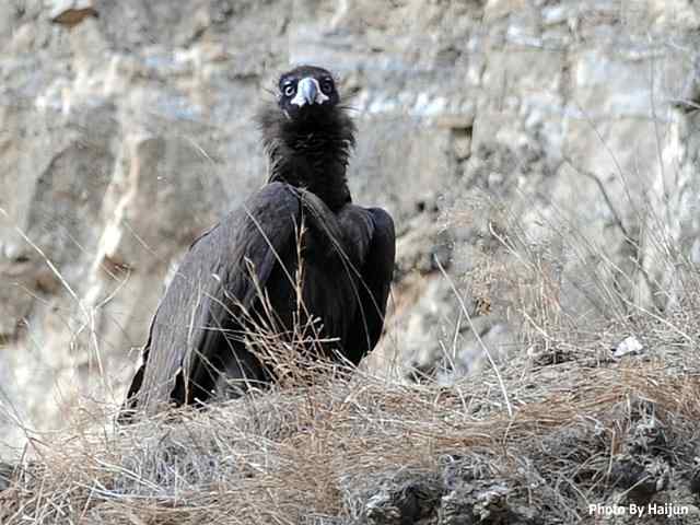 峡谷中 wbr. wbr沐浴阳光的秃鹫