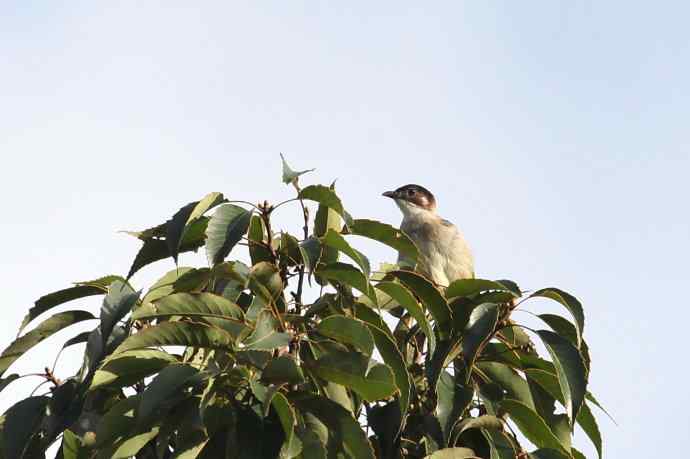 摄鸟拾趣 wbr白头鹎的再邂逅