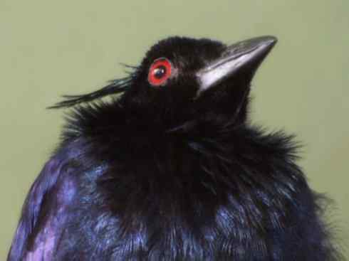 美丽无罪：雀鸟之极乐鸟