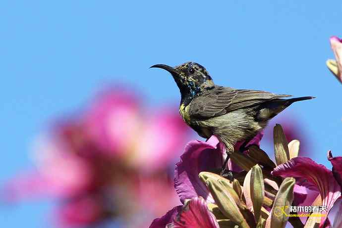 美丽邂逅鈥斺斪仙勰