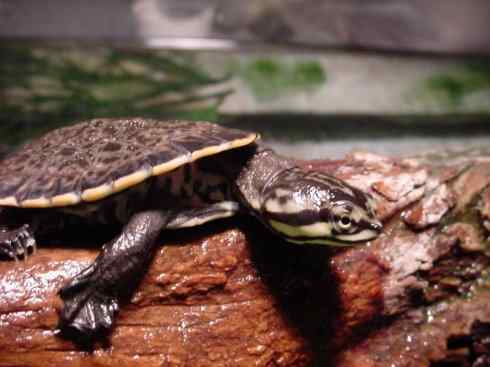 玄武：传说的兽原型探秘（玛塔龟）