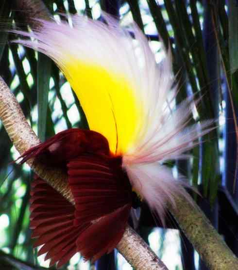 美丽无罪：雀鸟之极乐鸟