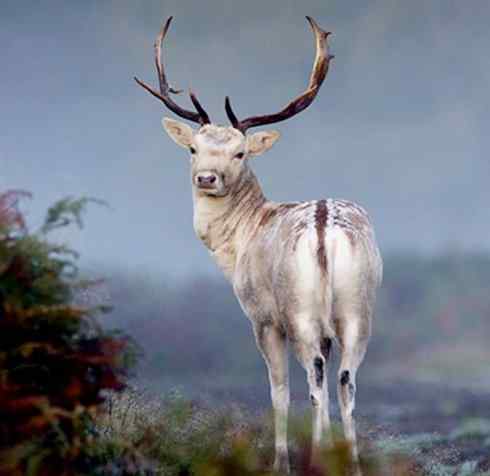 麒麟：传说的兽原型探秘（麋鹿）