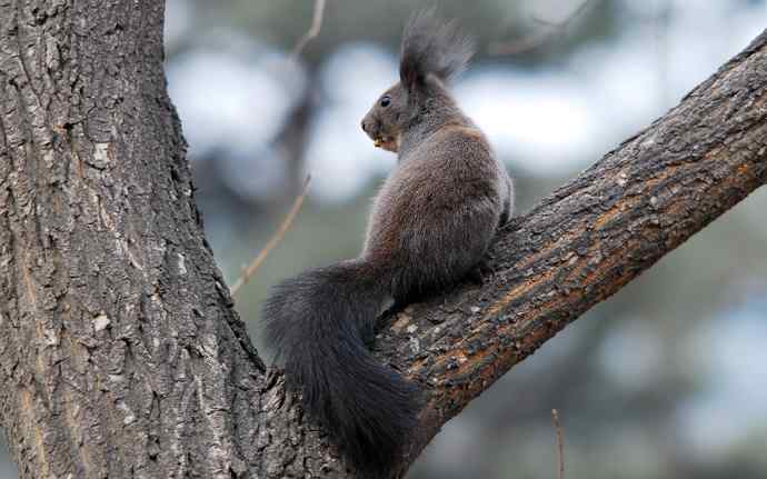 植物园赏鸟，先观松鼠表演。（组图）