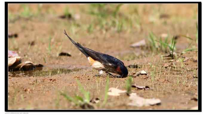 金腰燕衔泥筑巢