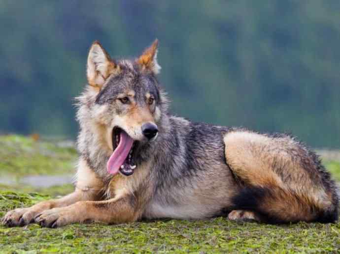 犬科：犬亚科犬属之灰狼