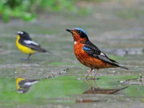 美丽无罪:雀鸟之矶鸫 美丽无罪:雀鸟之矶鸫