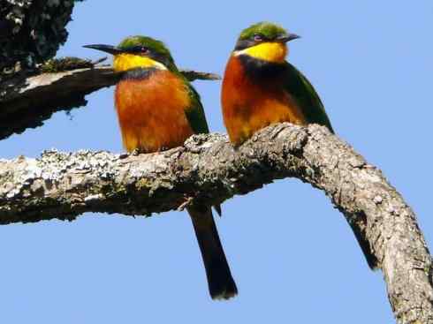 绝色攀禽:佛法僧目之蜂虎4 绝色攀禽:佛法僧目之蜂虎4