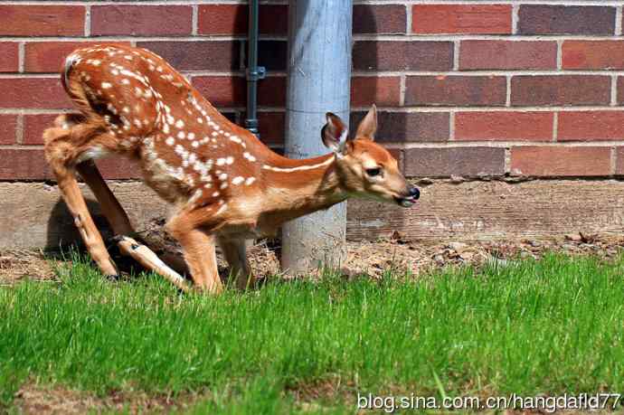误入校园的小鹿
