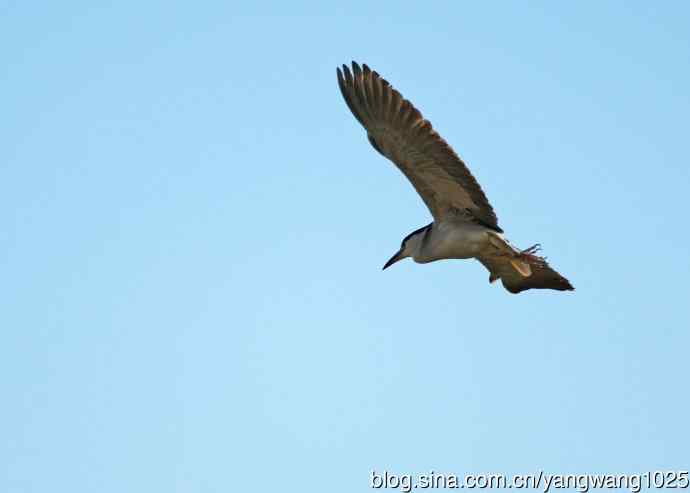 飞(夜鹭)42 飞(夜鹭)42