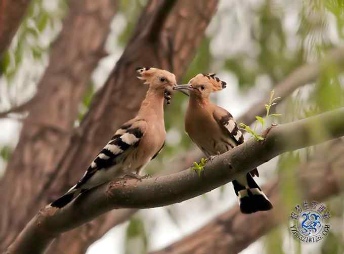 首次拍到戴胜奇观（组图，20张图片）