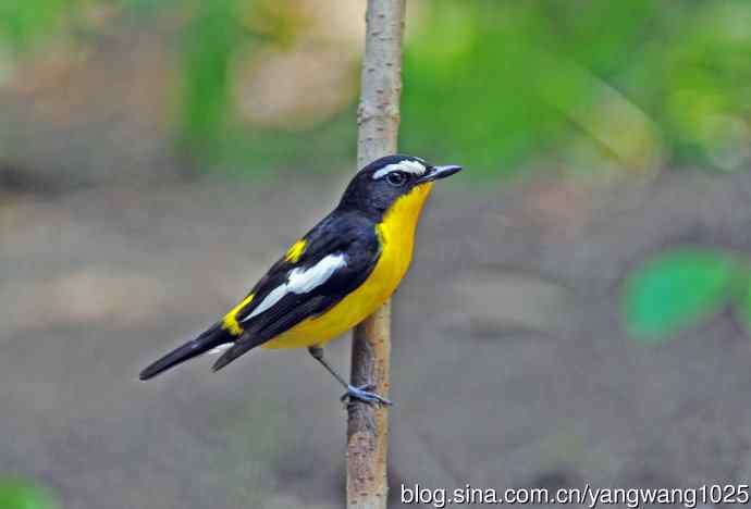 雄性白眉姬鹟（2）