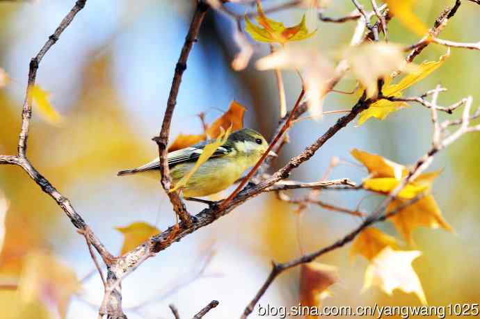黄腹山雀(3) 黄腹山雀(3)