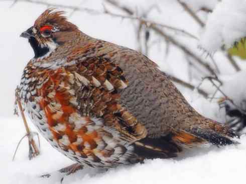 猎奇：奇特的鸟喙之三