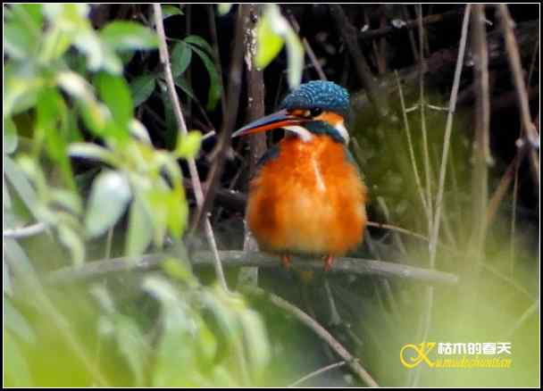 拍“翠鸟”记【照片】