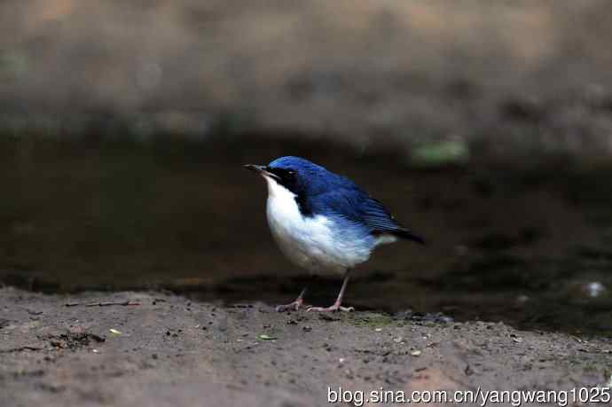 雄性蓝歌鸲（7）
