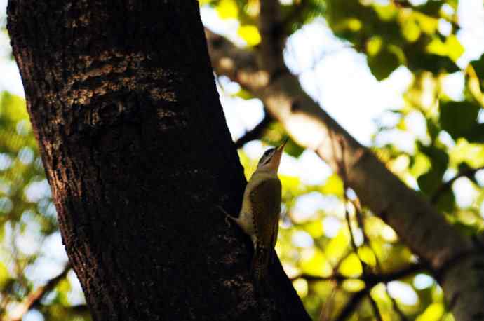 雌性灰头绿啄木鸟