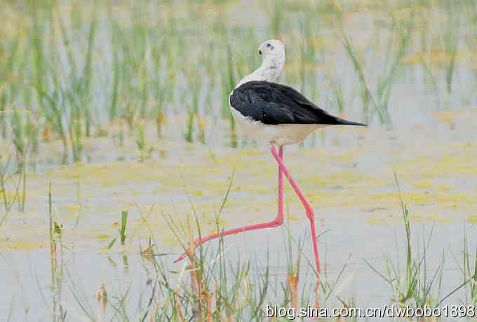 鸬鹚红腿儿和麦鸡鈥斺斈诿晒勰裥校ㄋ模