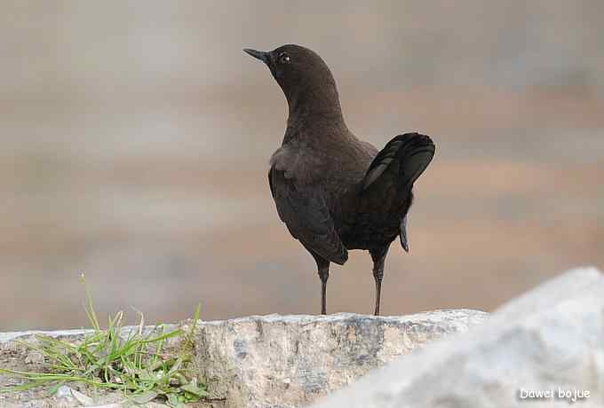 翩然红翅和十渡的那些鸟