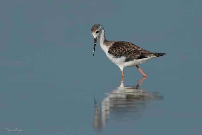 野鸭湖的秋天.翻石鹬 野鸭湖的秋天.翻石鹬