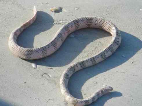 龙:传说的兽原型探秘(海蛇类) 龙:传说的兽原型探秘(海蛇类)