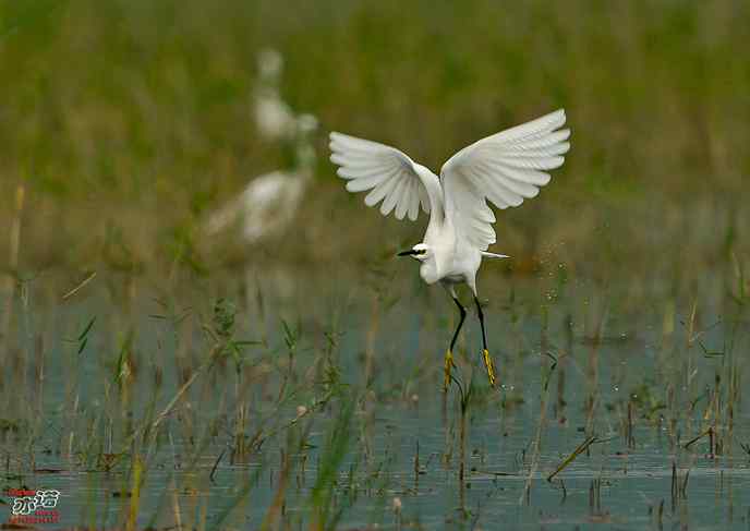 官厅水库 wbr路 wbr白鹭 官厅水库 wbr路 wbr白鹭