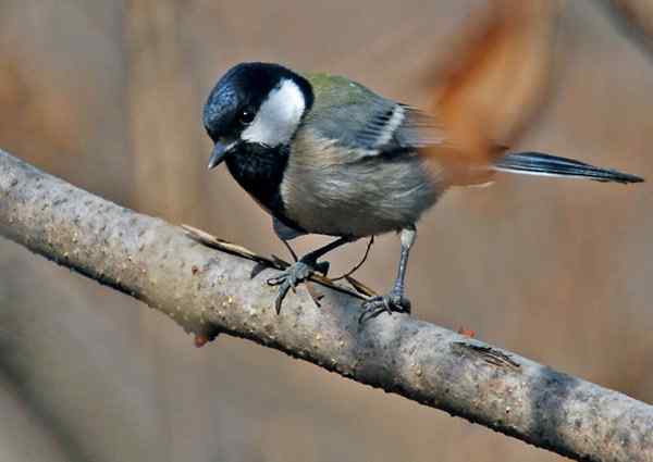 北京植物园赏鸟（二），大山雀（组图）