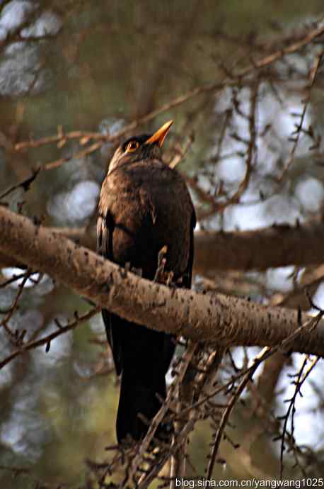 哇！我知道了！它的名字叫乌鸫dong
