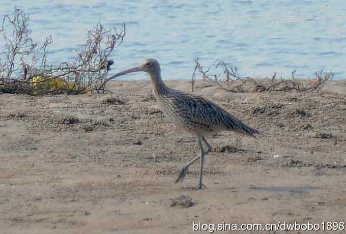 浅水湾：观日出赏美杓