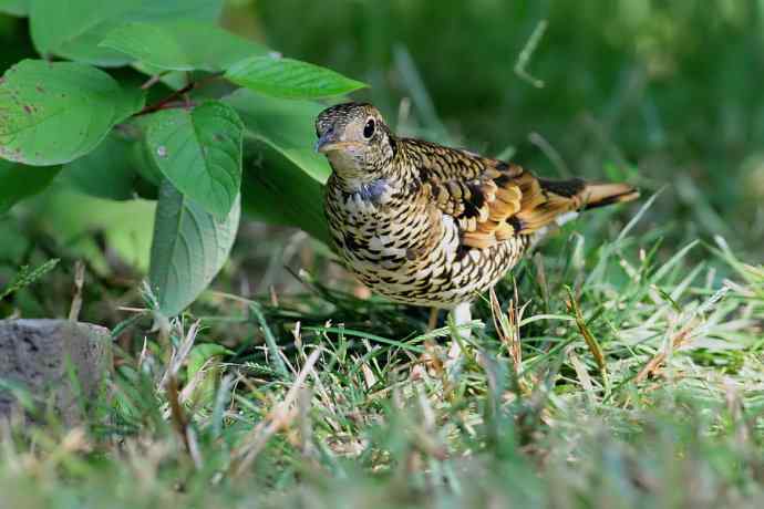 鸫鸟之最：虎斑地鸫