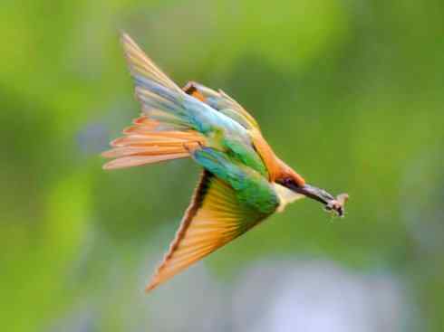 绝色攀禽：佛法僧目之蜂虎3