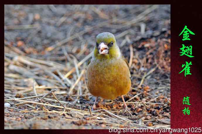 北京天坛公园的鸟类——金翅雀（4）