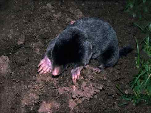 动物世界：山寨还是原创之十二