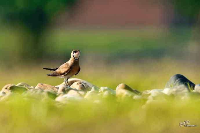 湖北襄阳的普通燕鸻 湖北襄阳的普通燕鸻