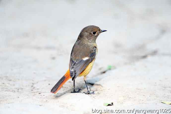 雌性北红尾鸲（8）