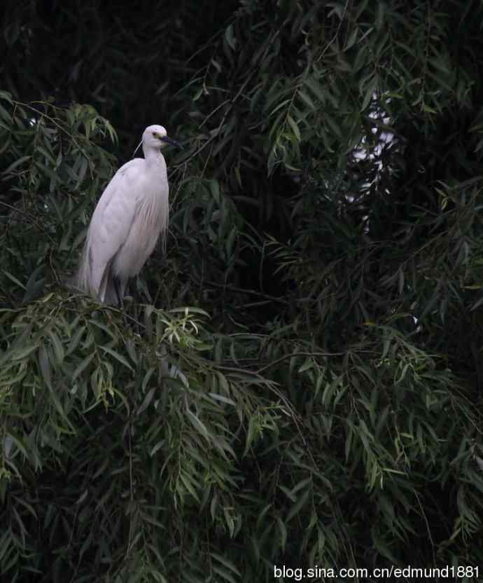 杭州西溪湿地拍菜鸟